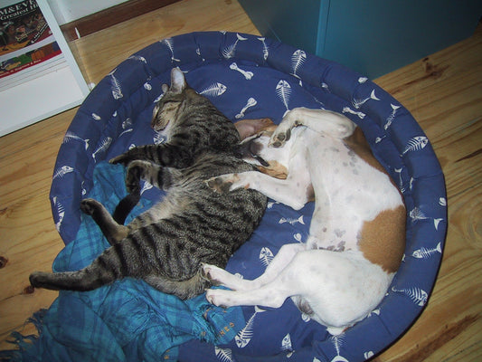 Do dogs and cats dream?