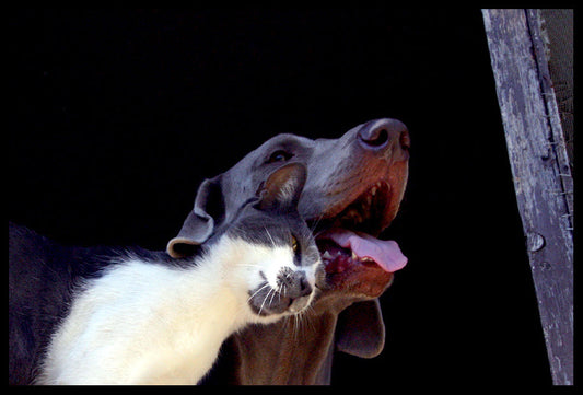 Helping Pets Cope with Stress: Tips for a Calmer Home