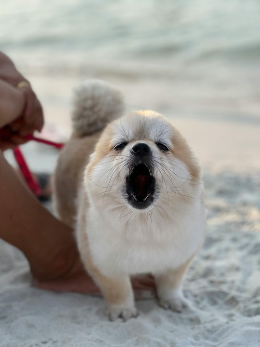 The Secret Language of Dogs and Cats: What Their Behavior Really Means
